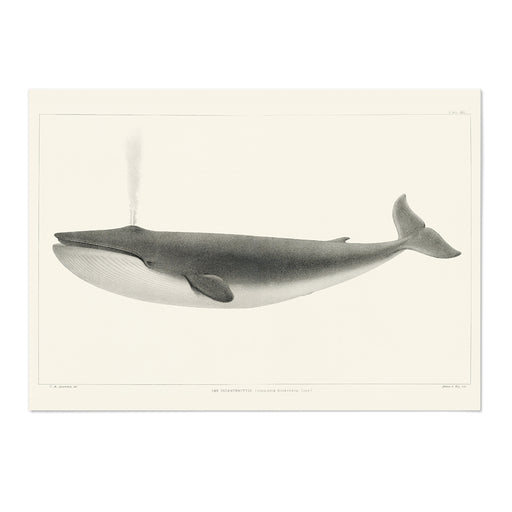 Blue Whale Art Print - MJ Design Studio