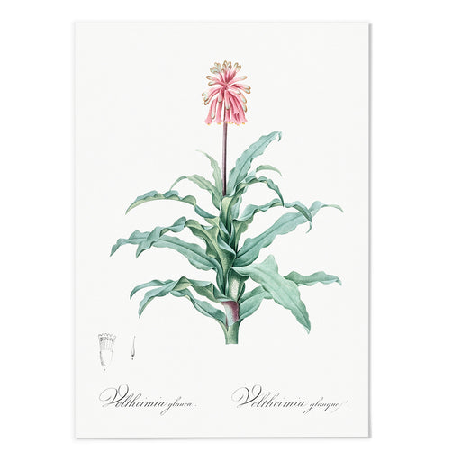 Veltheimia Glanca Art Print - MJ Design Studio