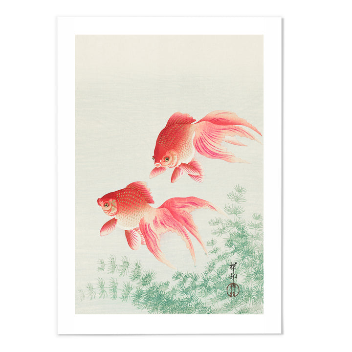 Two Veil Goldfish Art Print