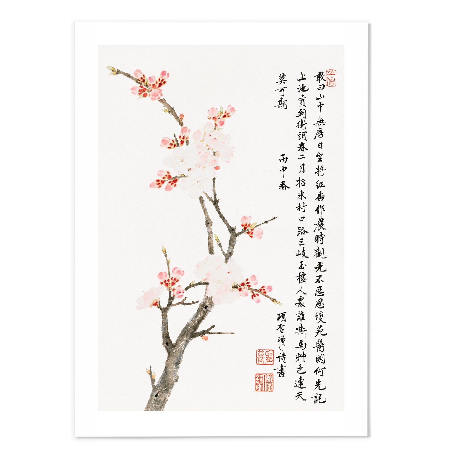 Chinese Cherry Blossom Art Print