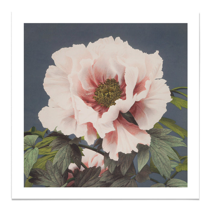 Vintage Peony Ogawa Kazumasa