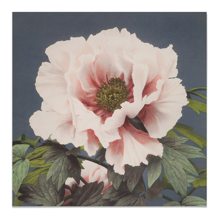 Vintage Peony Ogawa Kazumasa