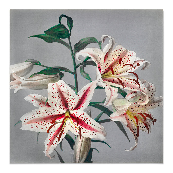 Lily Ogawa Kazumasa