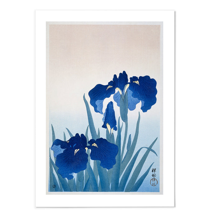 Iris flowers