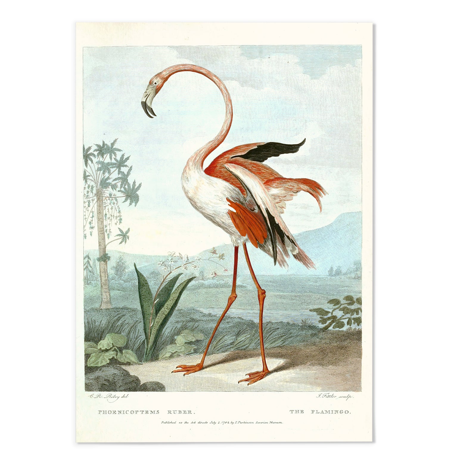 The Flamingo II Art Print
