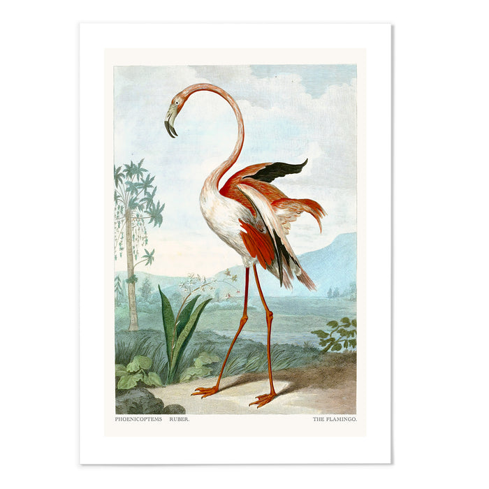 The Flamingo II