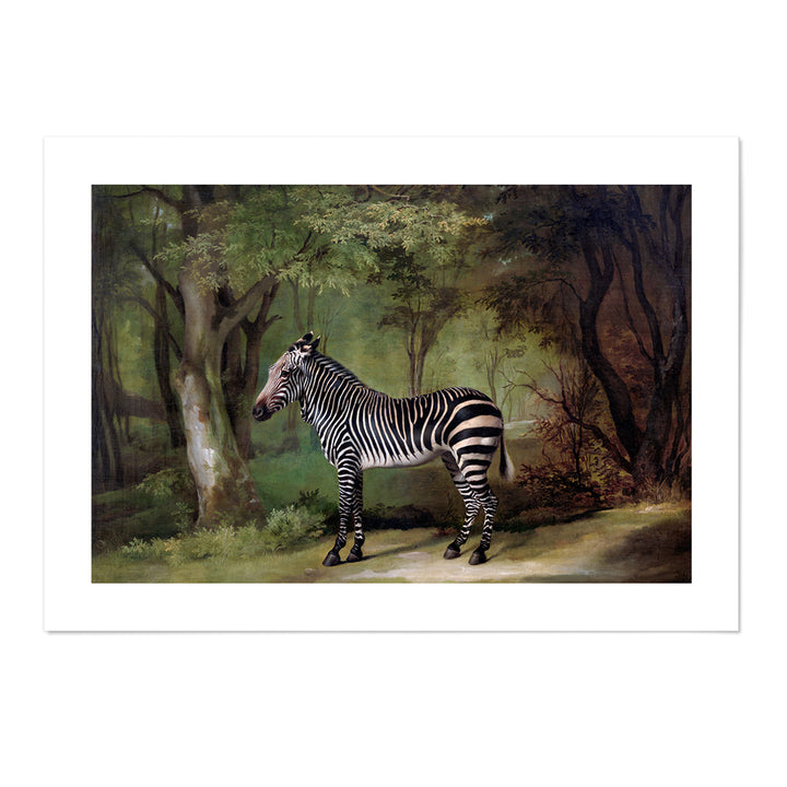 Vintage Zebra Art Print