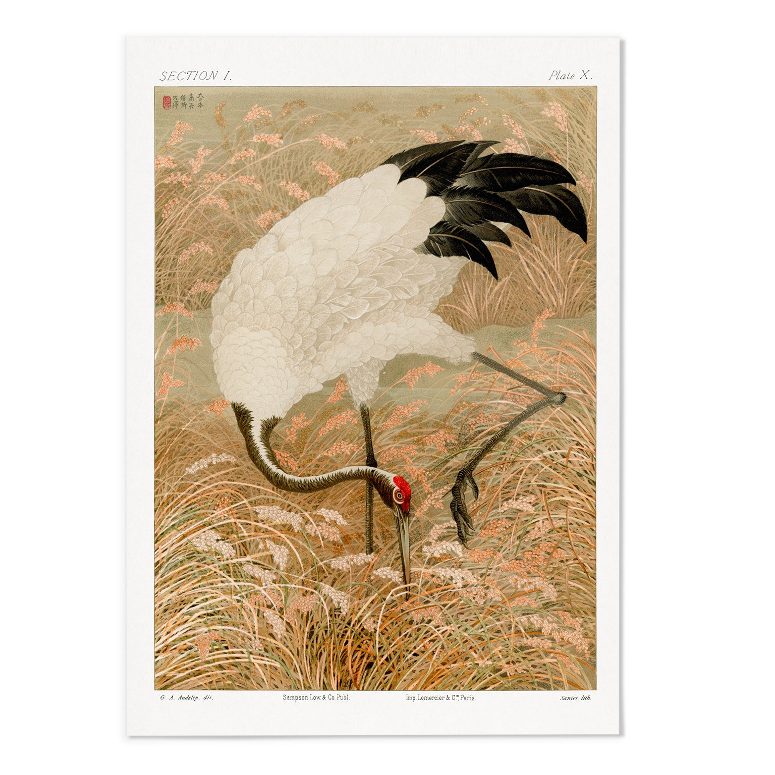 Sarus Crane In Rice Field Art Print