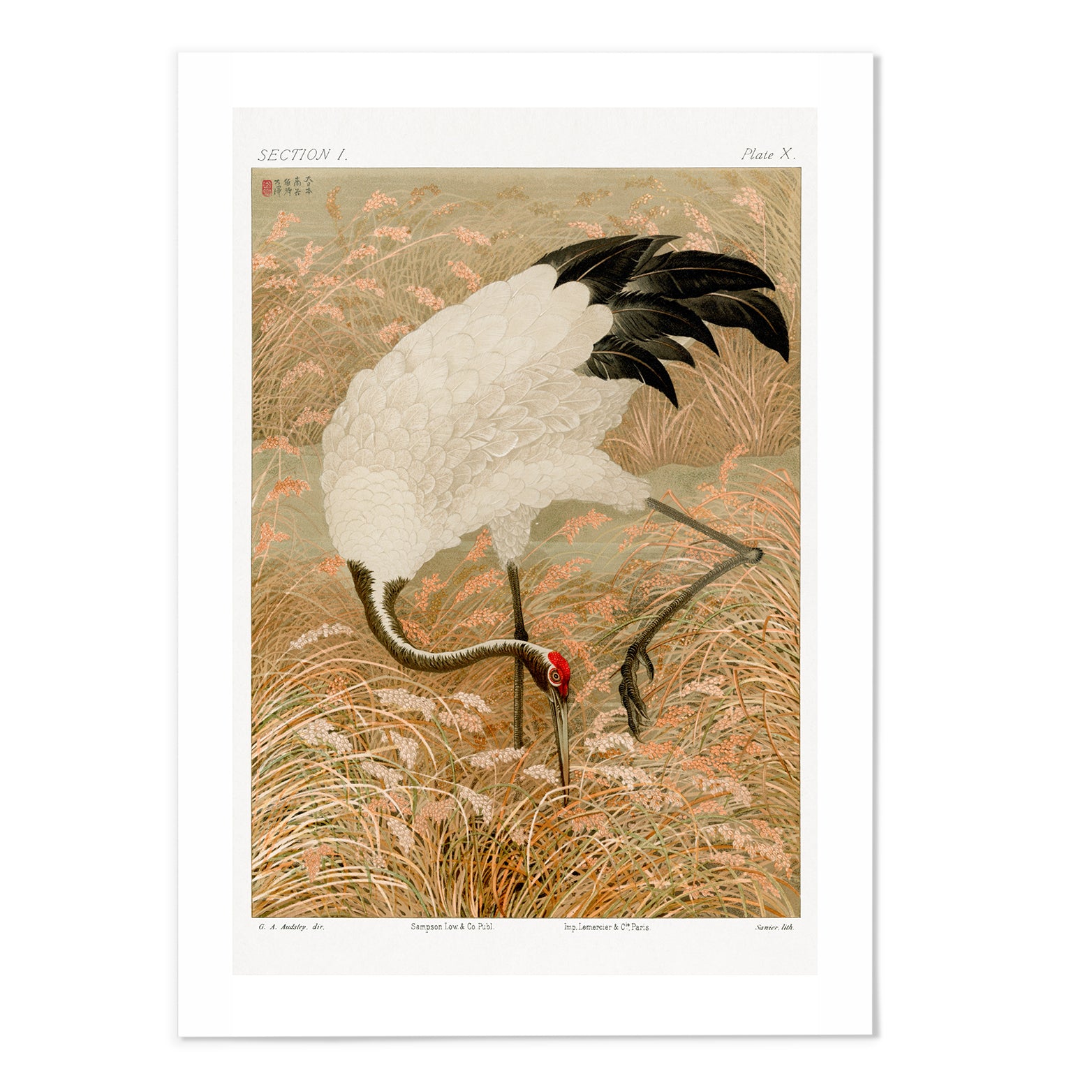 Sarus Crane In Rice Field Art Print