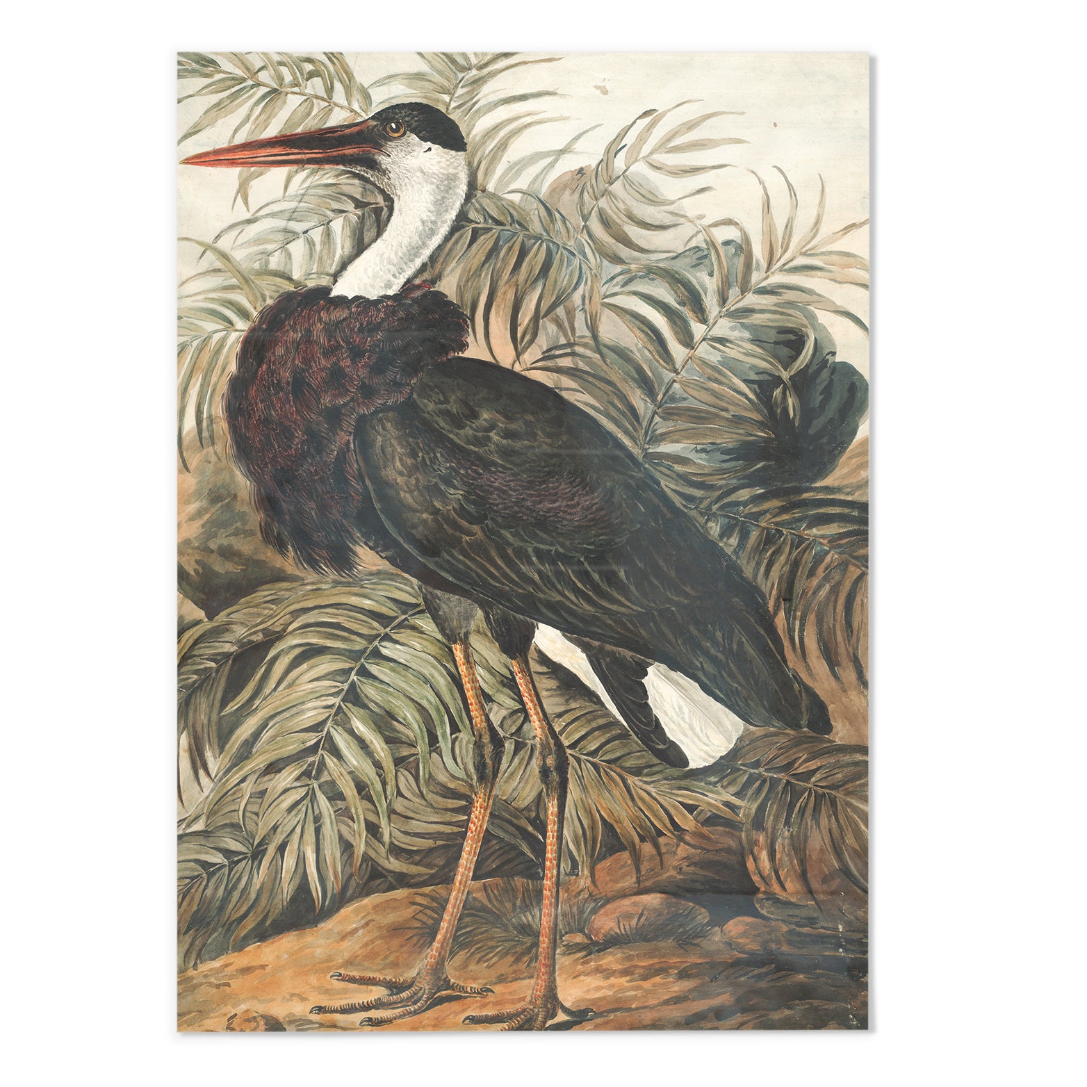 Woolly-necked Stork Art Print