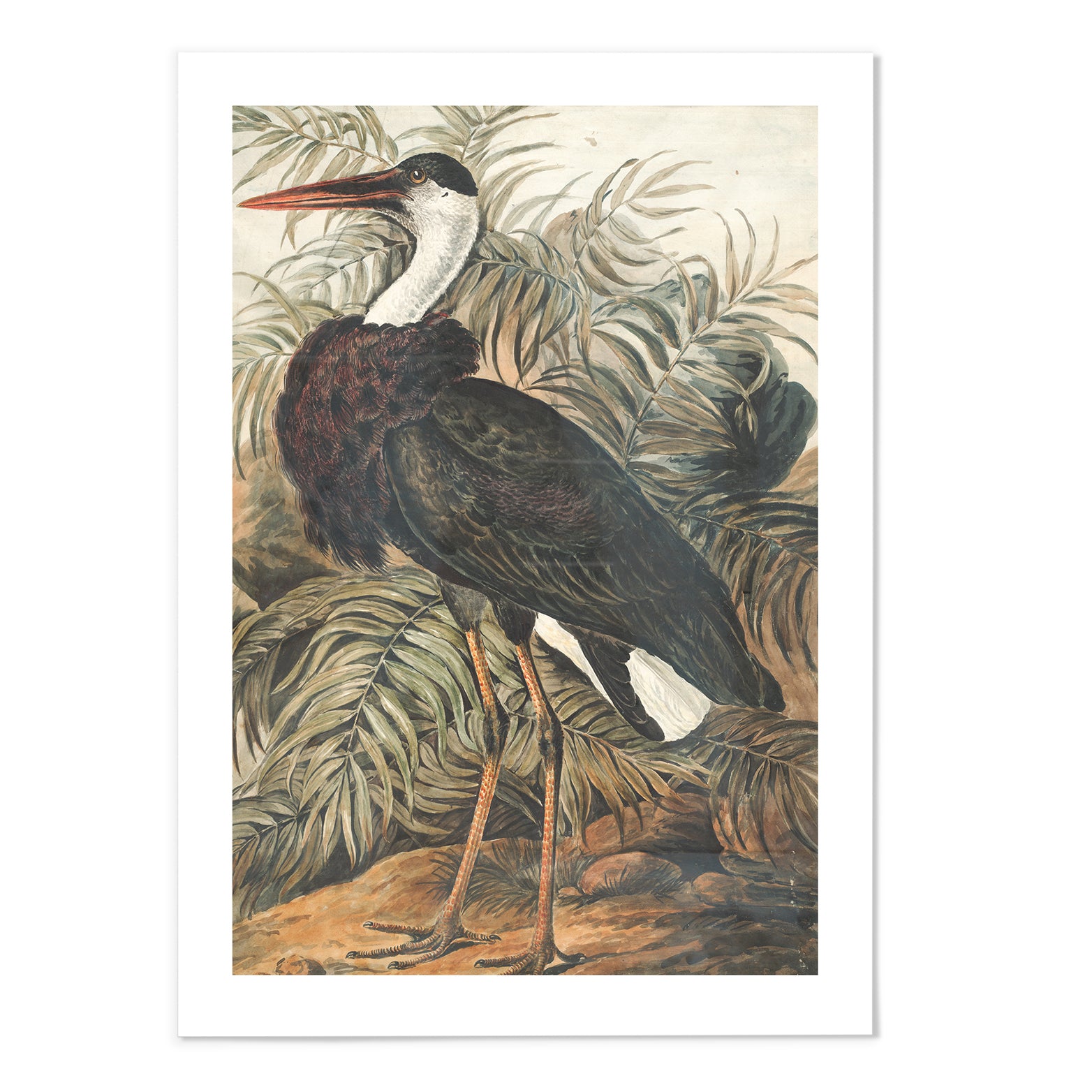 Woolly-necked Stork Art Print
