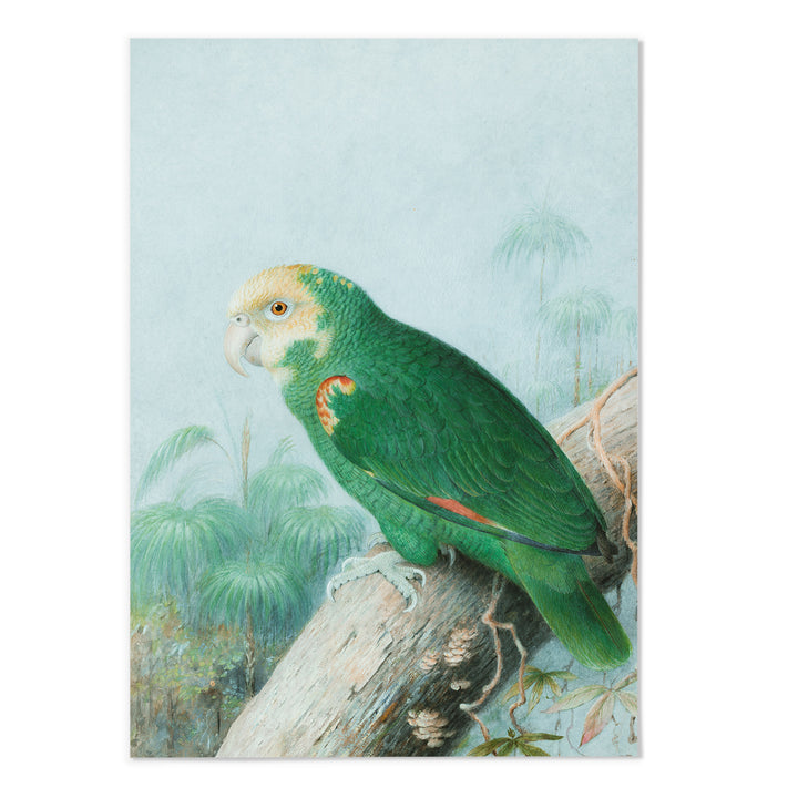 Yellow-headed Amazon Art Print