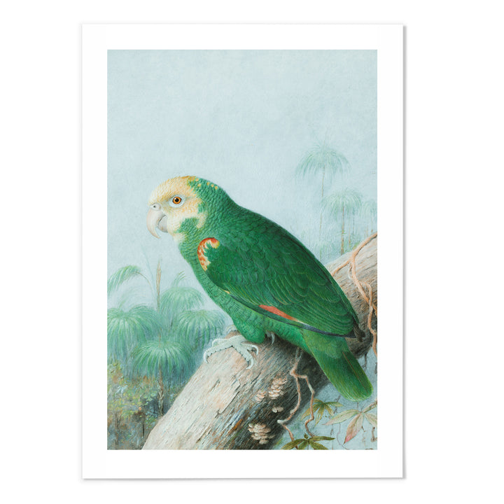 Yellow-headed Amazon Art Print