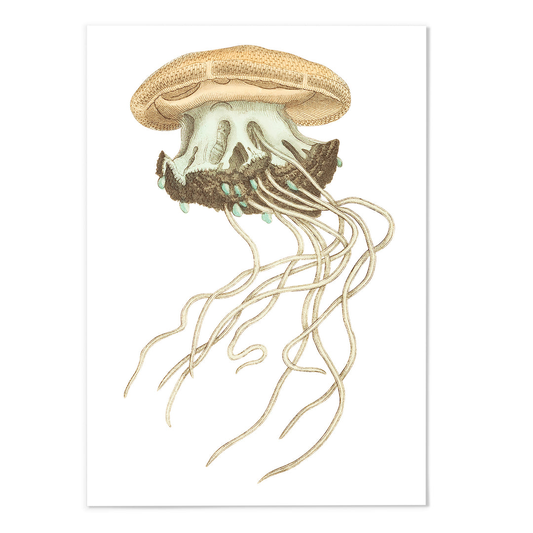 Crown Jellyfish Art Print