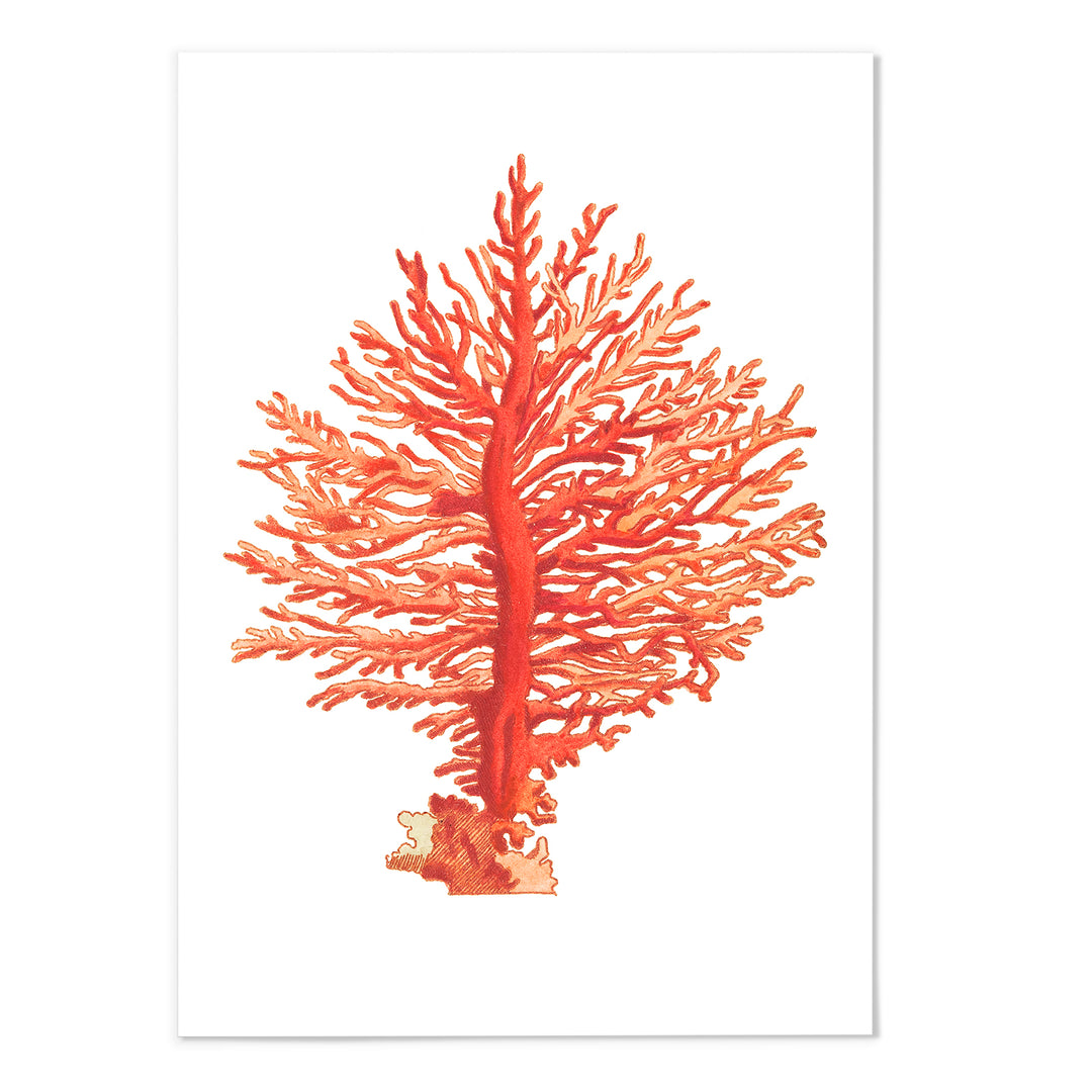 Orange Coral Art Print