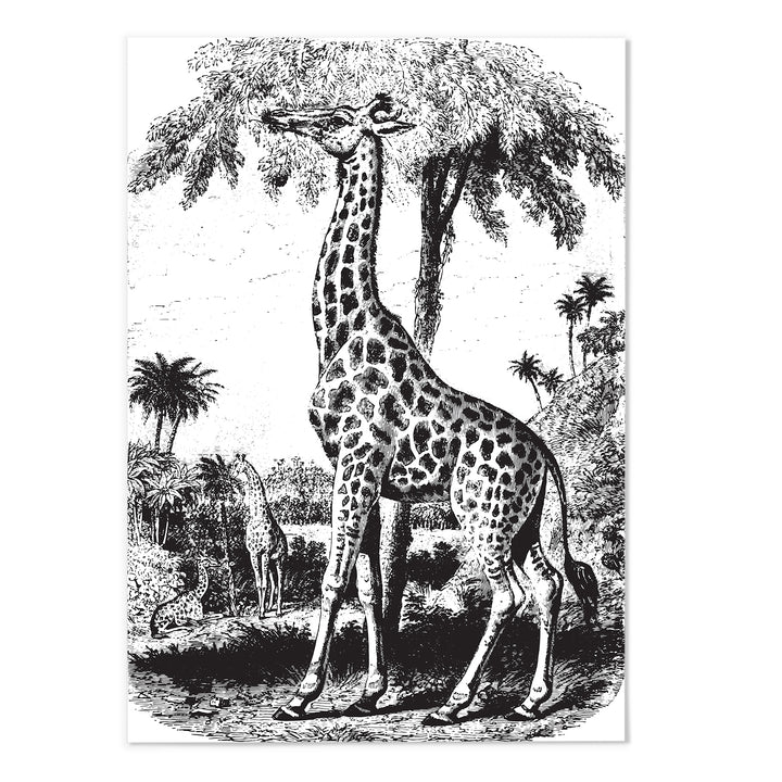 Antique Etching Giraffe Art Print