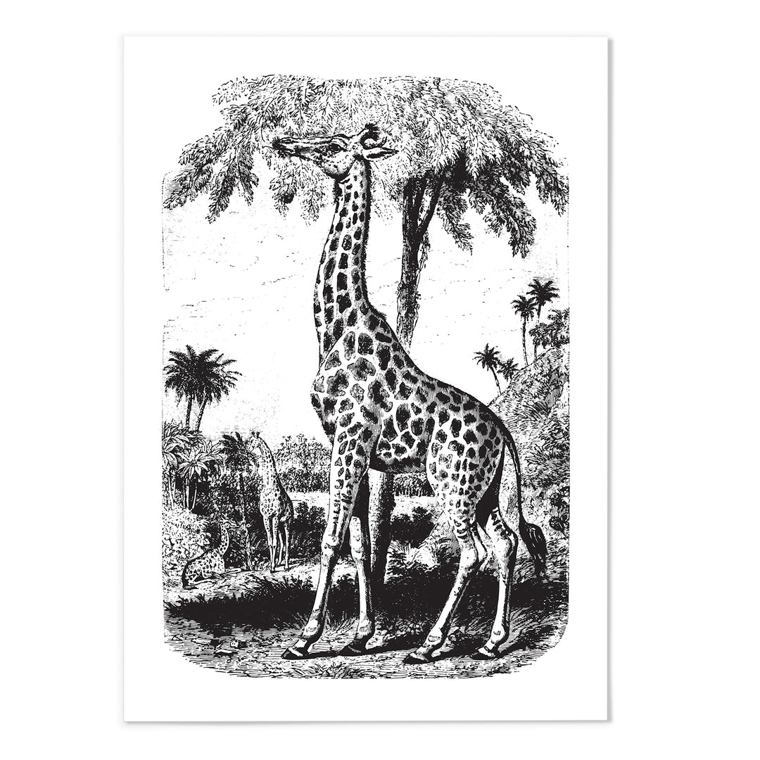 Antique Etching Giraffe Art Print