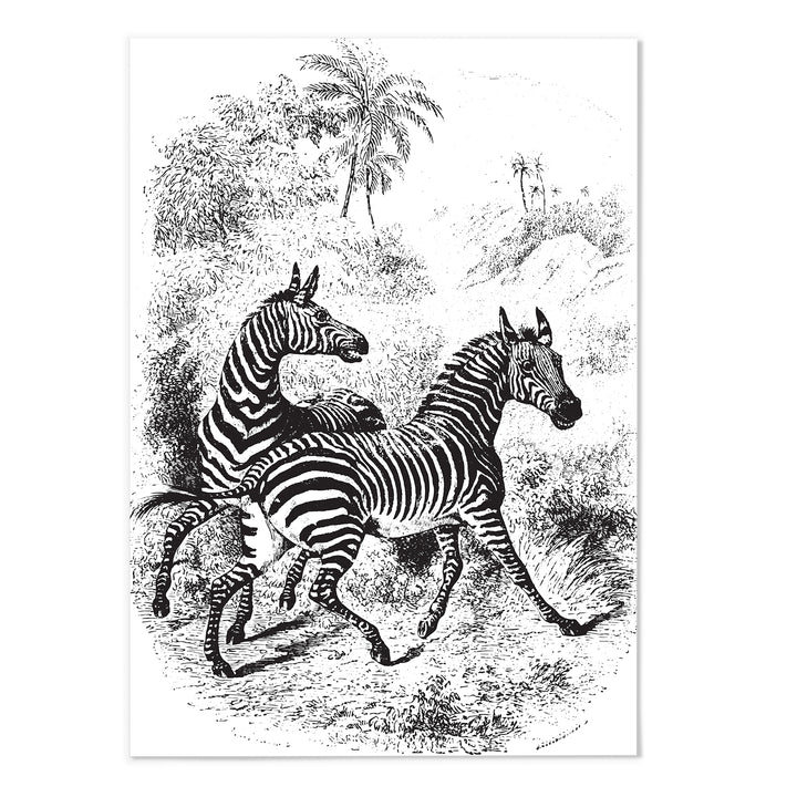 Antique Etching Zebra Art Print