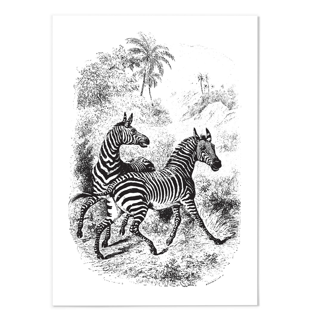 Antique Etching Zebra Art Print