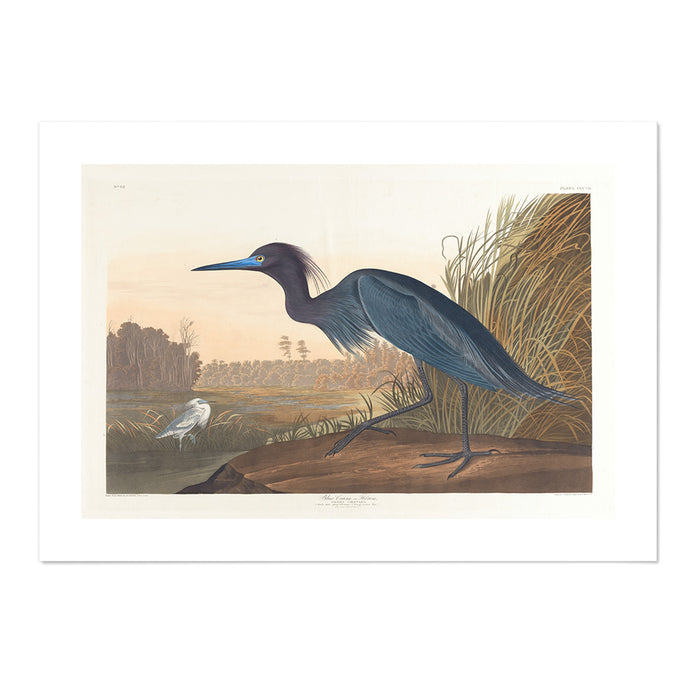 Heron