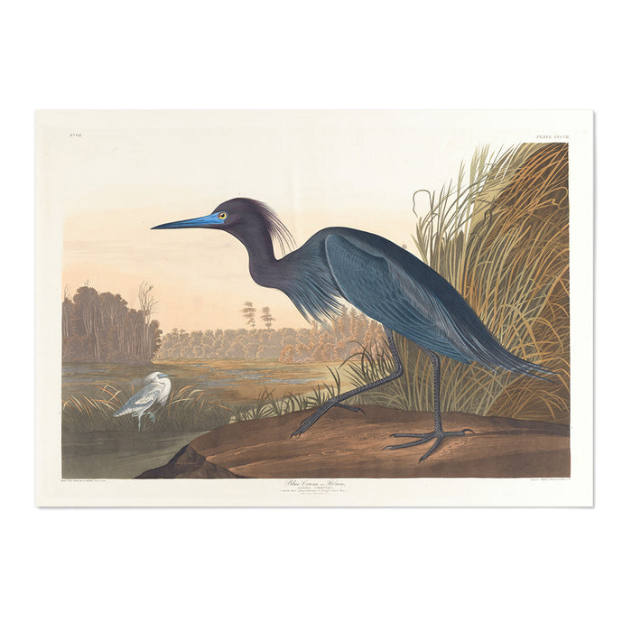 Heron
