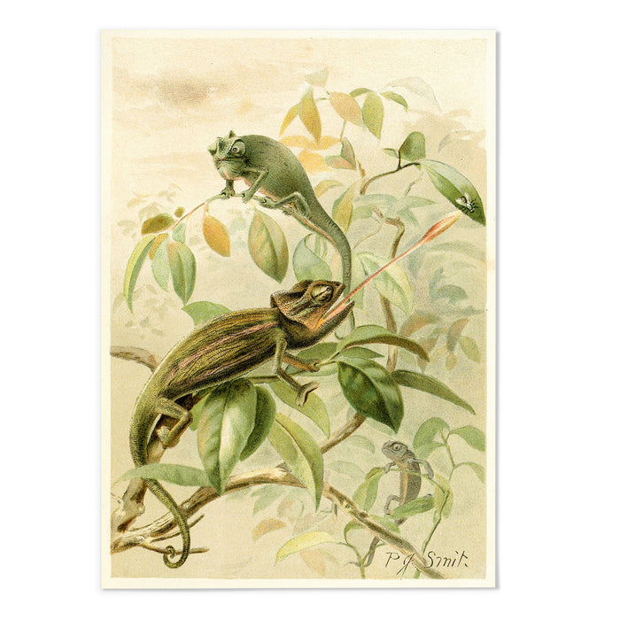 Chameleons