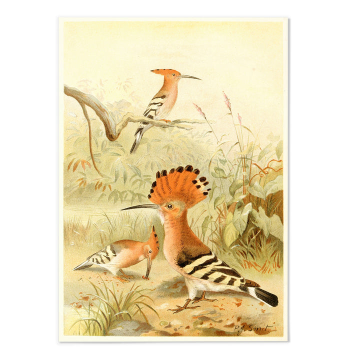 Hoopoes