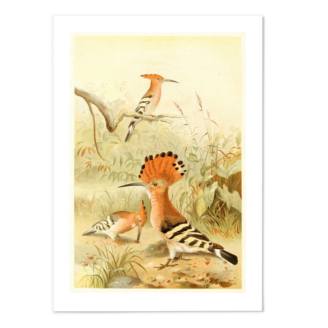 Hoopoes
