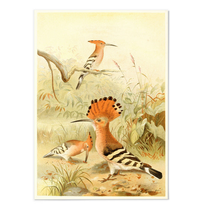 Hoopoes