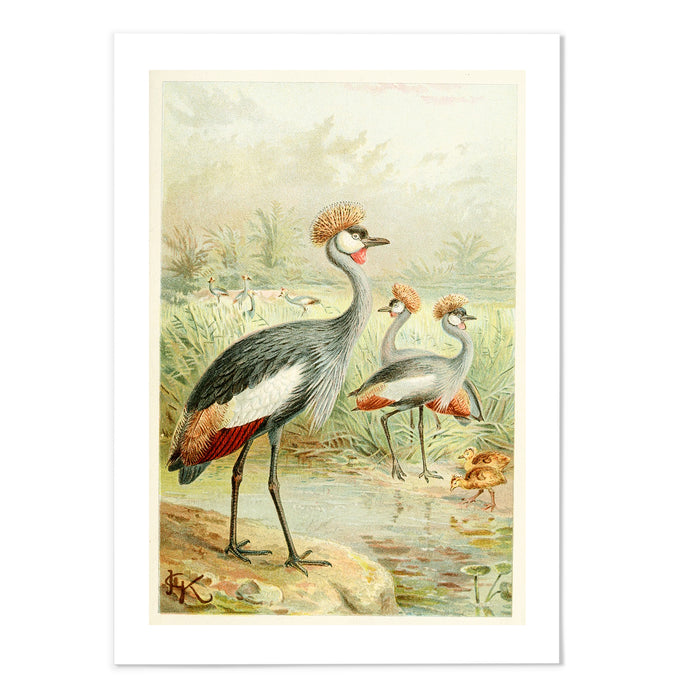 East African Balearic Crane