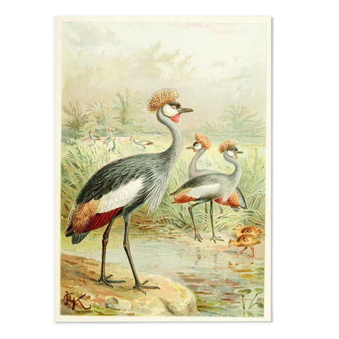 East African Balearic Crane