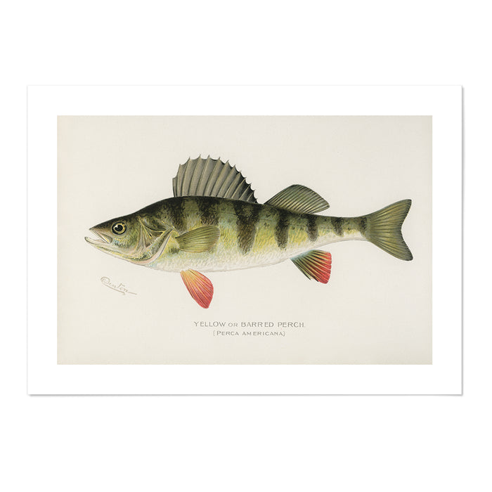 Yellow or Barred Perch