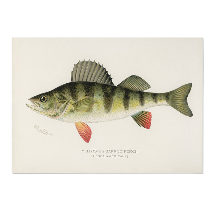 Yellow or Barred Perch