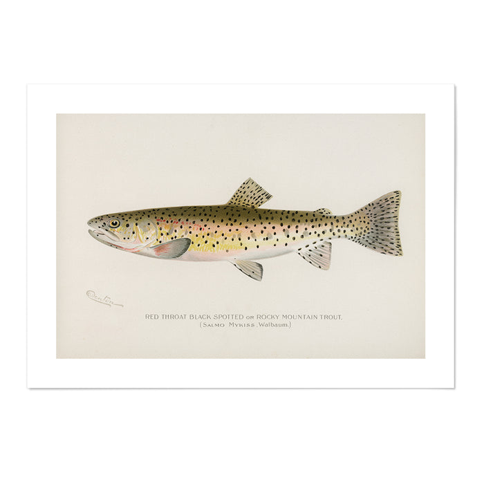 Red Throat Black Spotted