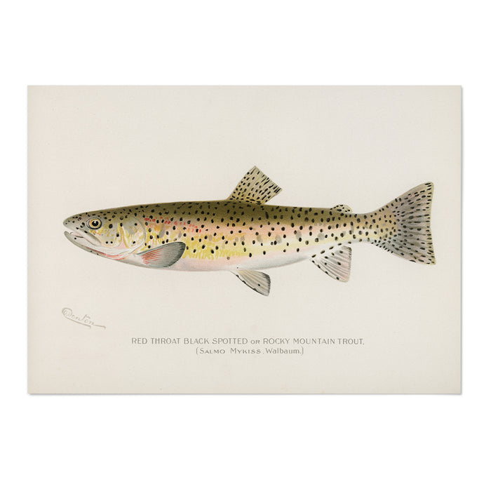 Red Throat Black Spotted