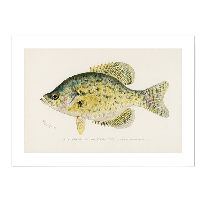 Strawberry Bass