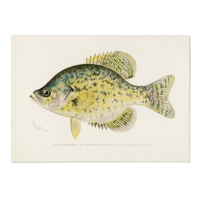 Strawberry Bass