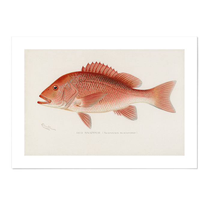 Red Snapper