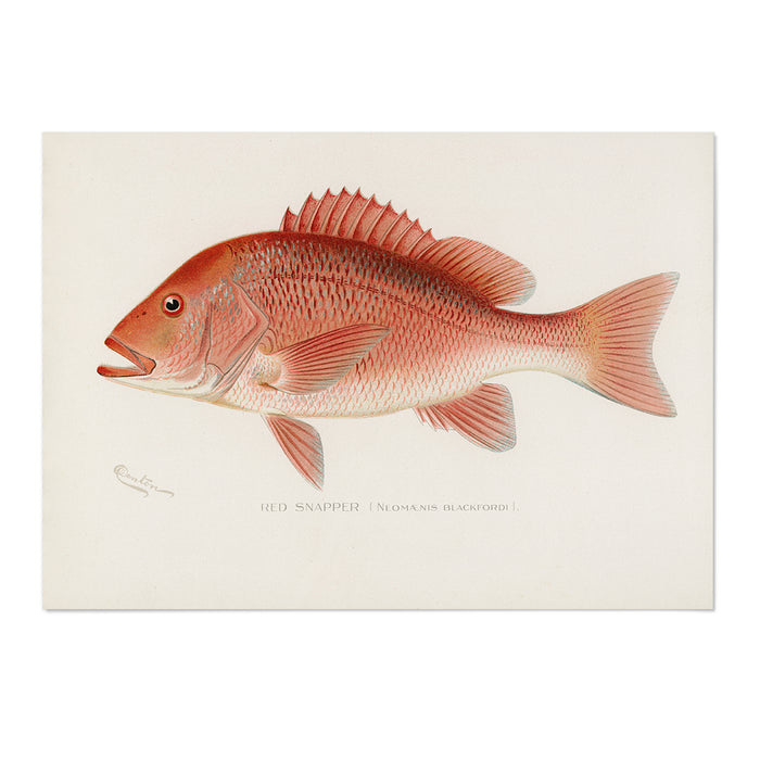 Red Snapper
