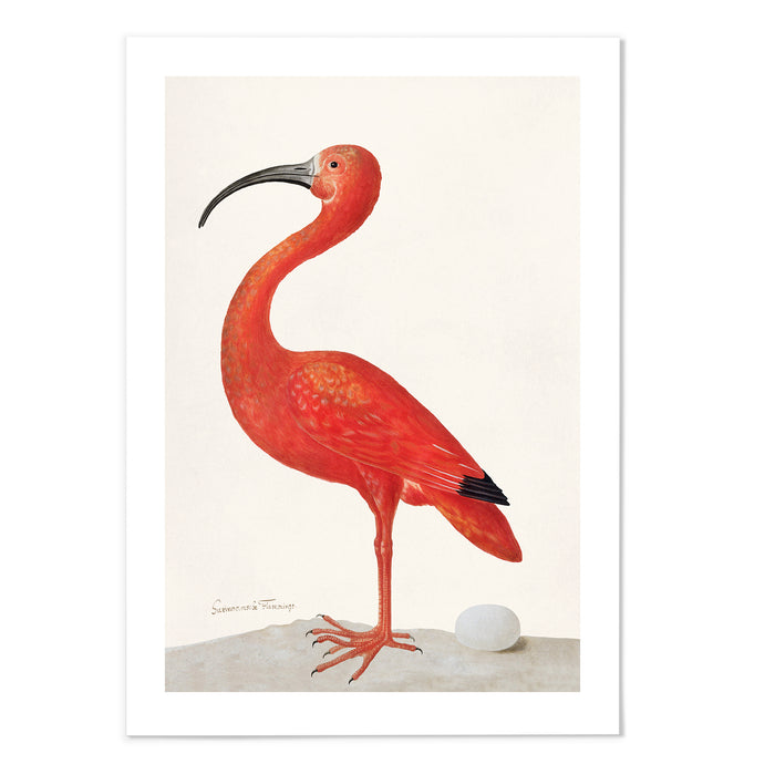 Scarlet Ibis with an Egg