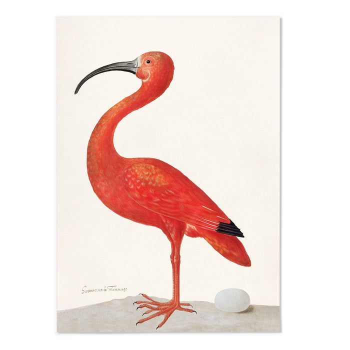Scarlet Ibis with an Egg