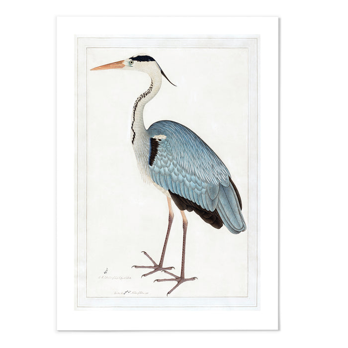 Indian gray heron