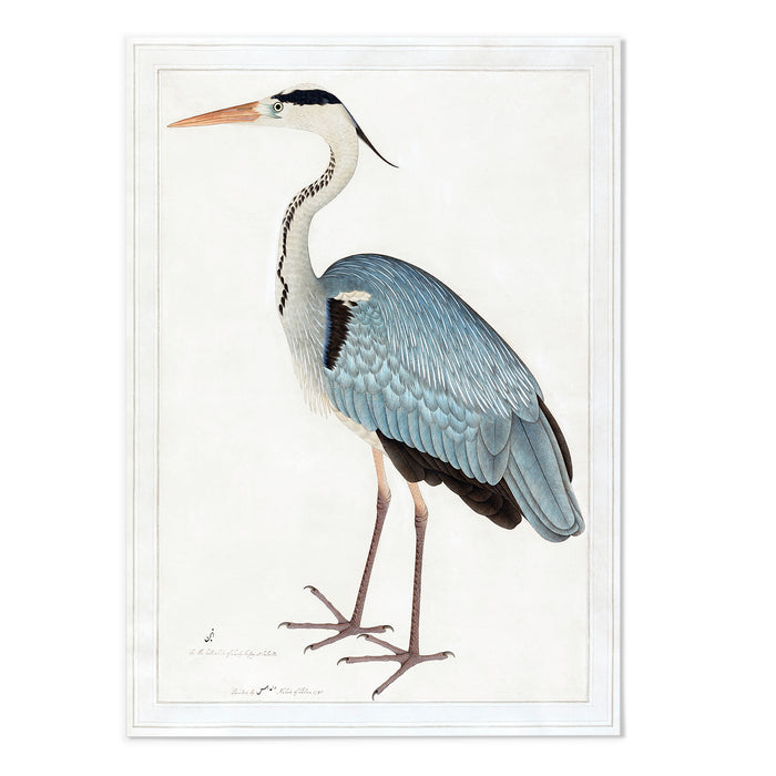 Indian gray heron