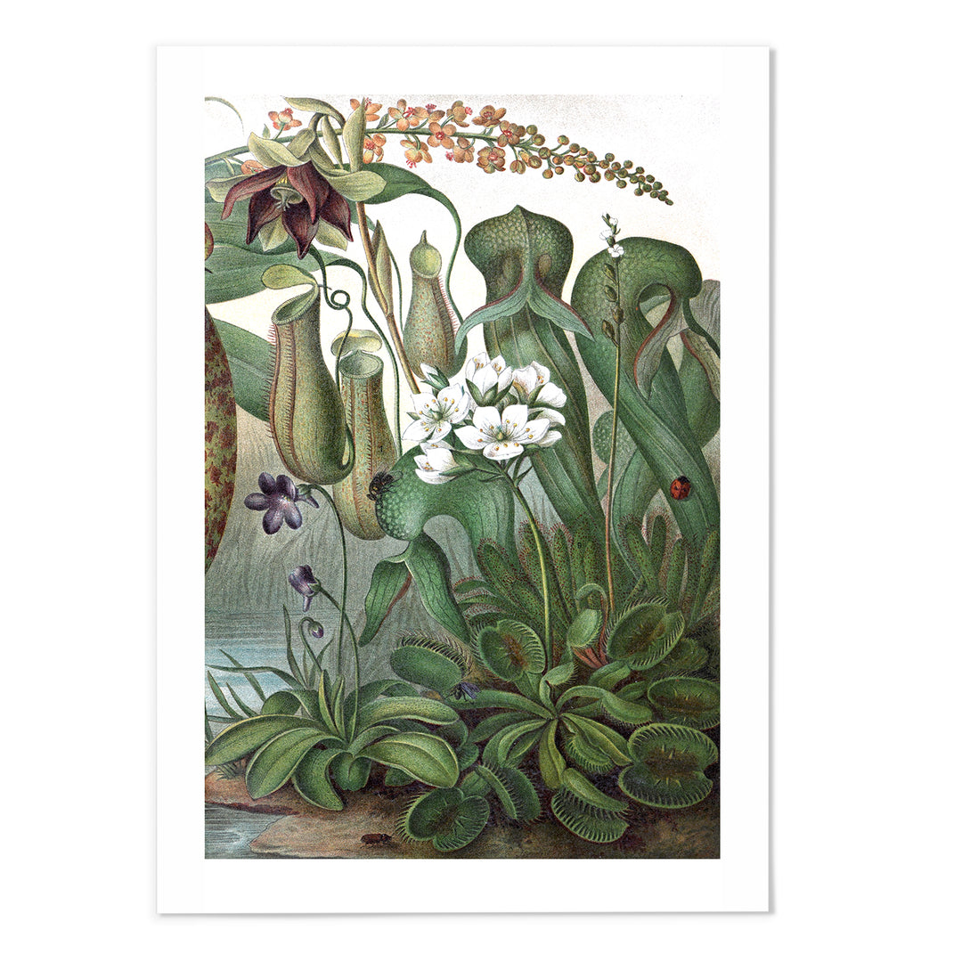Vintage Botanical I Art Print