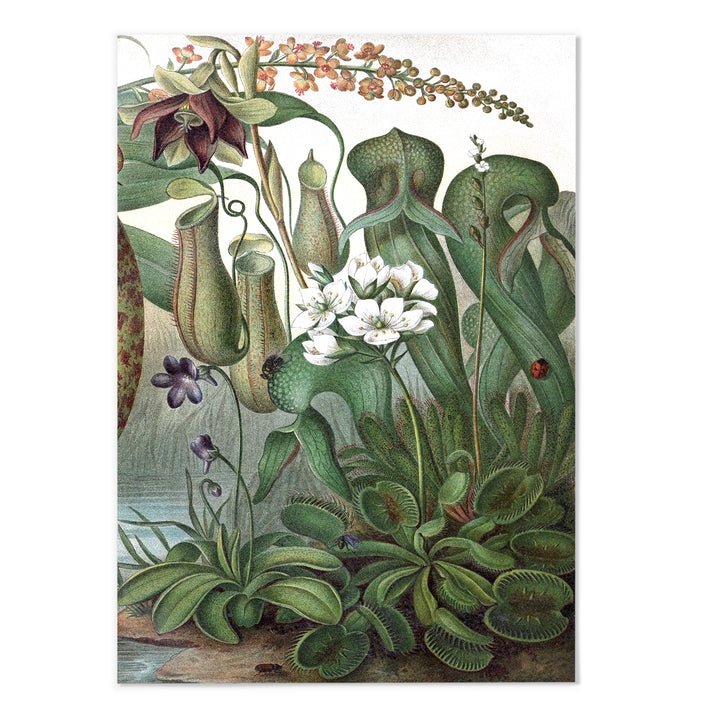 Vintage Botanical I Art Print