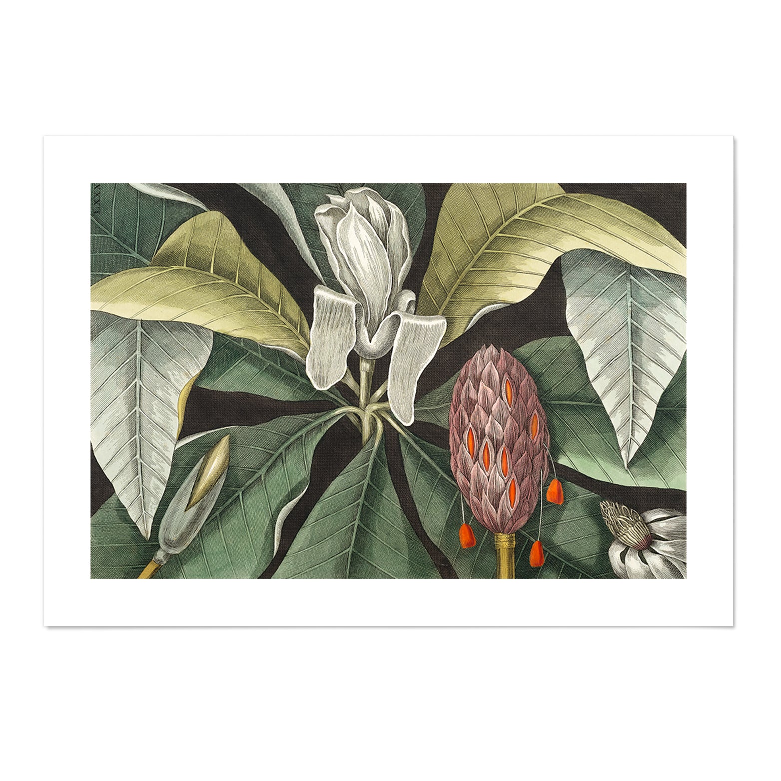 Vintage Magnolia Art Print
