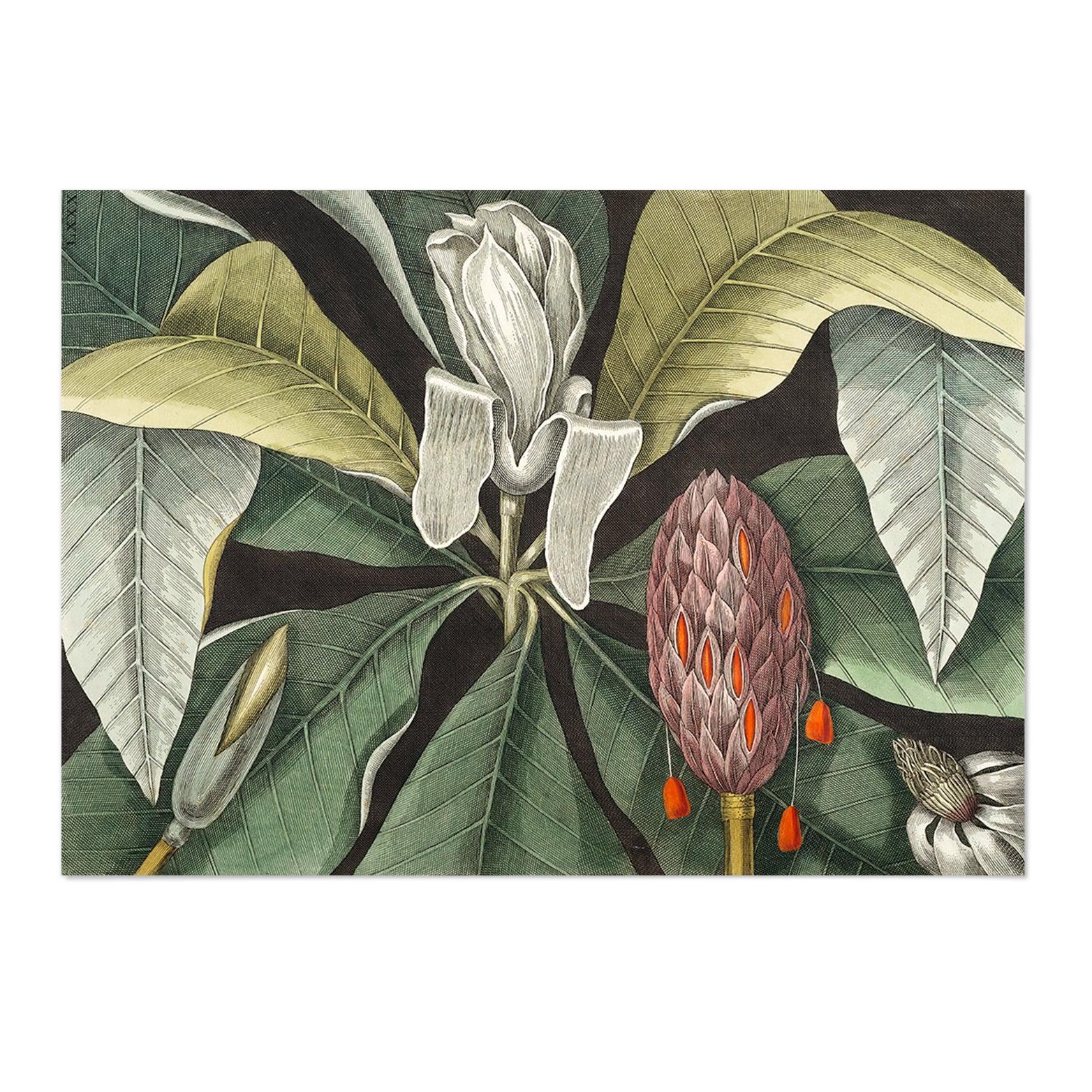 Vintage Magnolia Art Print