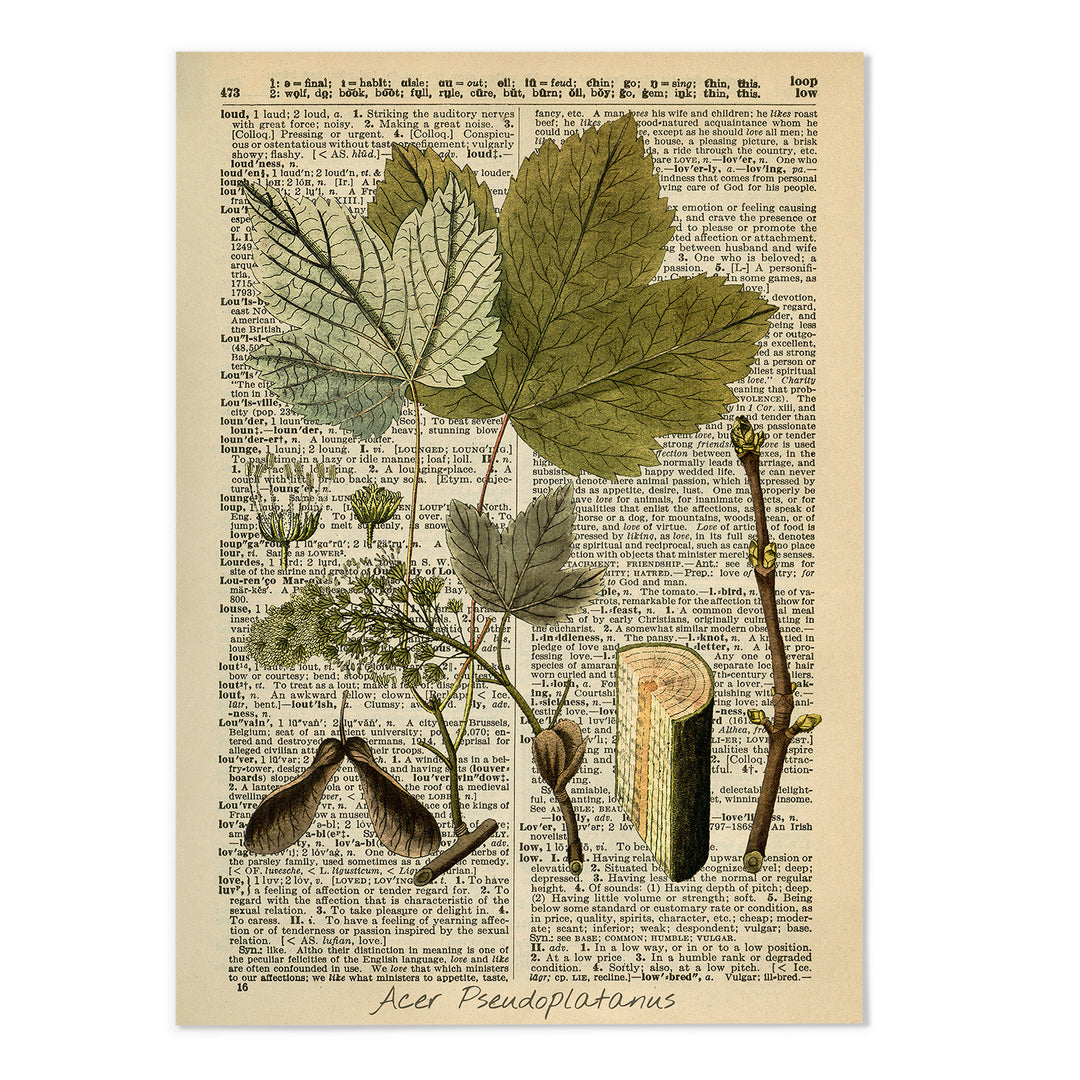 Vintage Dictionary Botanical I  Art Print