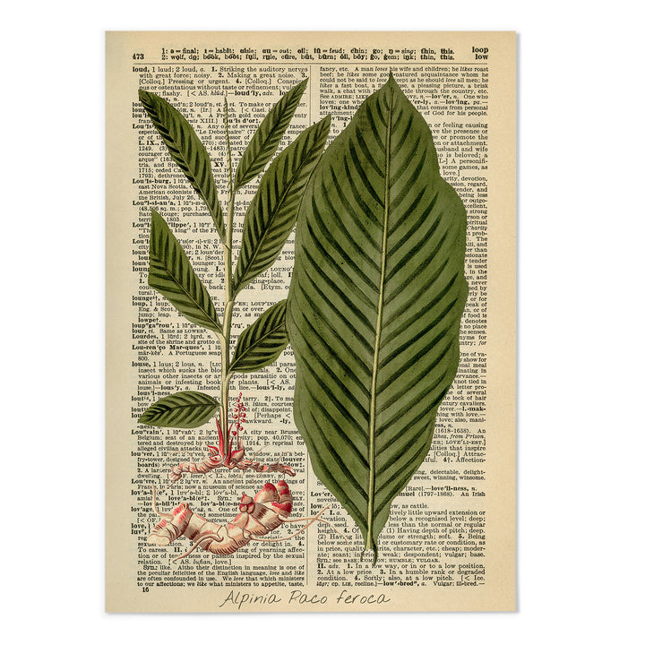 Vintage Dictionary Botanical II Art Print