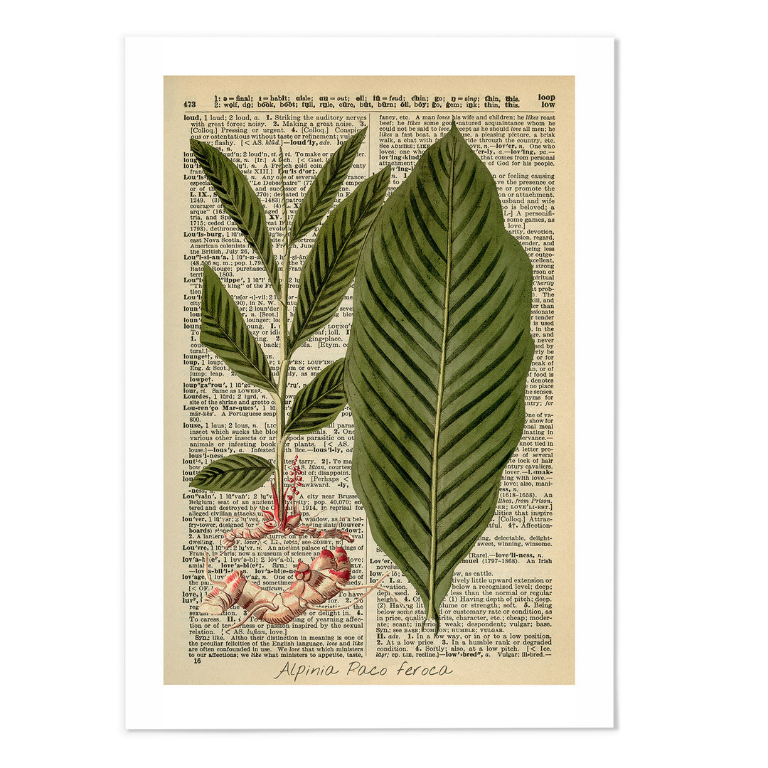Vintage Dictionary Botanical II Art Print
